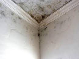 Mold Remediation for Vacation Homes in Hope, IN