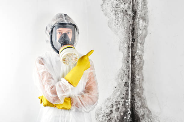 Professional Mold Removal Services in Hope, IN